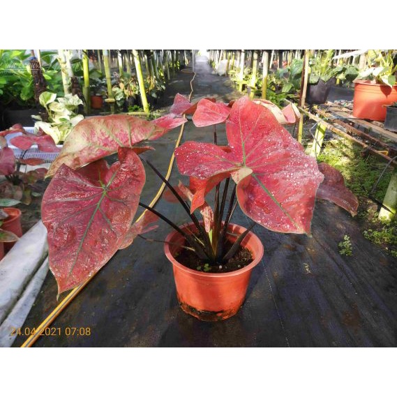 Cây Kiếng lá môn Danasty size to (Caladium Danasty)