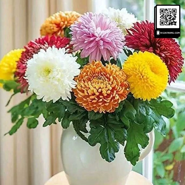 Hạt giống hoa cúc đại đóa mix nhiều màu