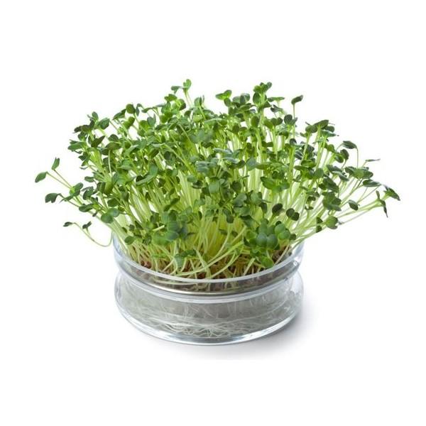Gói 1kg hạt giống rau mầm bông cải xanh - thế giới rau mầm