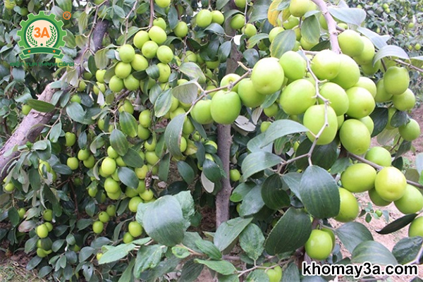 Seedling apple Thailand ultra-left