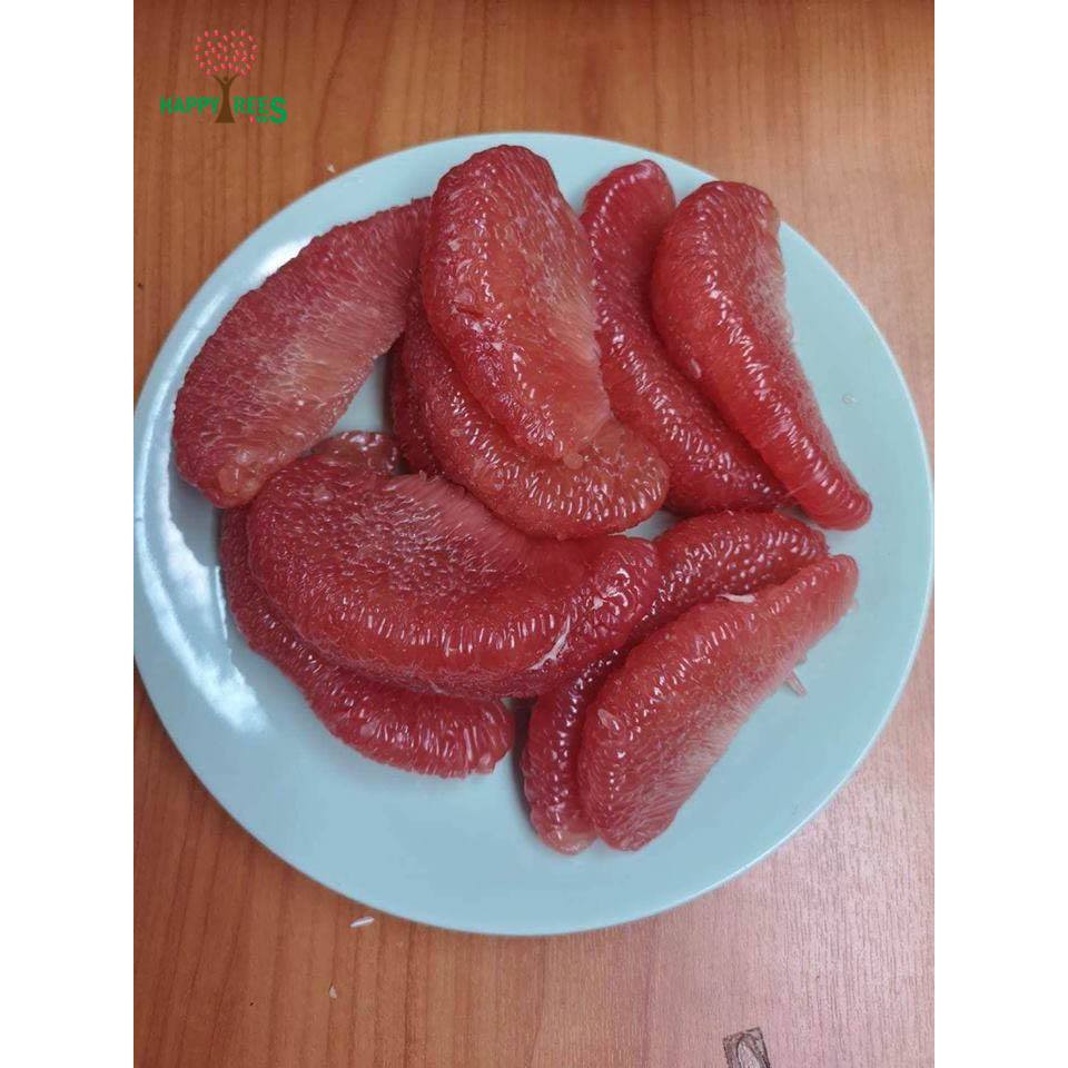 Cây Bưởi Ruby Thái giống chuẩn siêu sớm