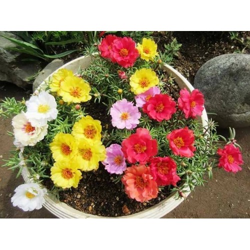 Hạt giống hoa 10h cánh đơn nhiều màu - gói 200 hạt
