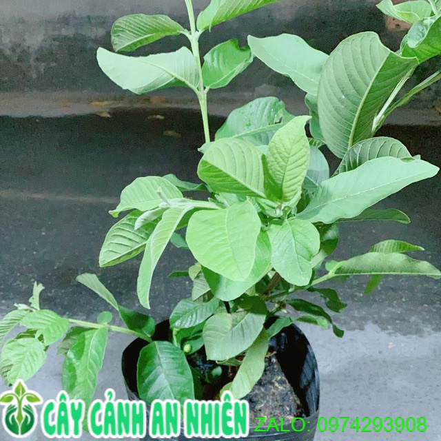 Cây ổi cho sai trái
