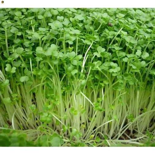 Hạt Mầm Cải Bẹ Xanh - Gói 50 gram