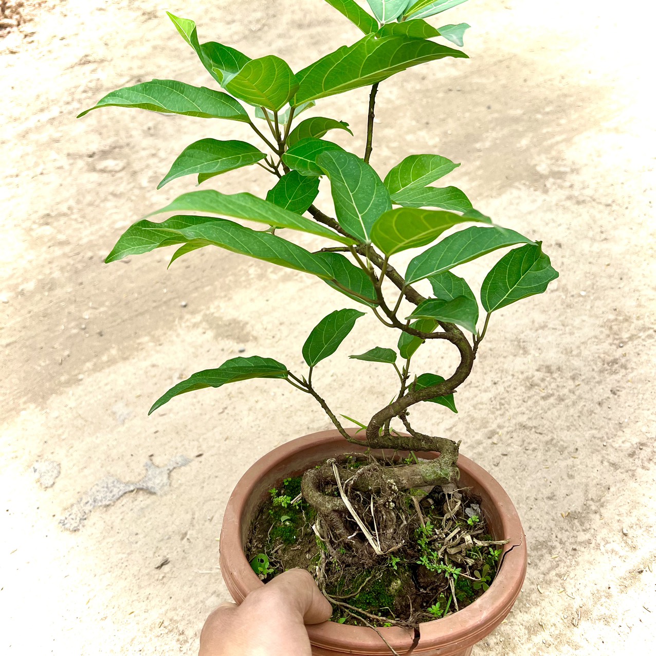 Cây sung siêu quả bonsai giống mới- sung nếp siêu quả ra quả quanh năm(ảnh thật