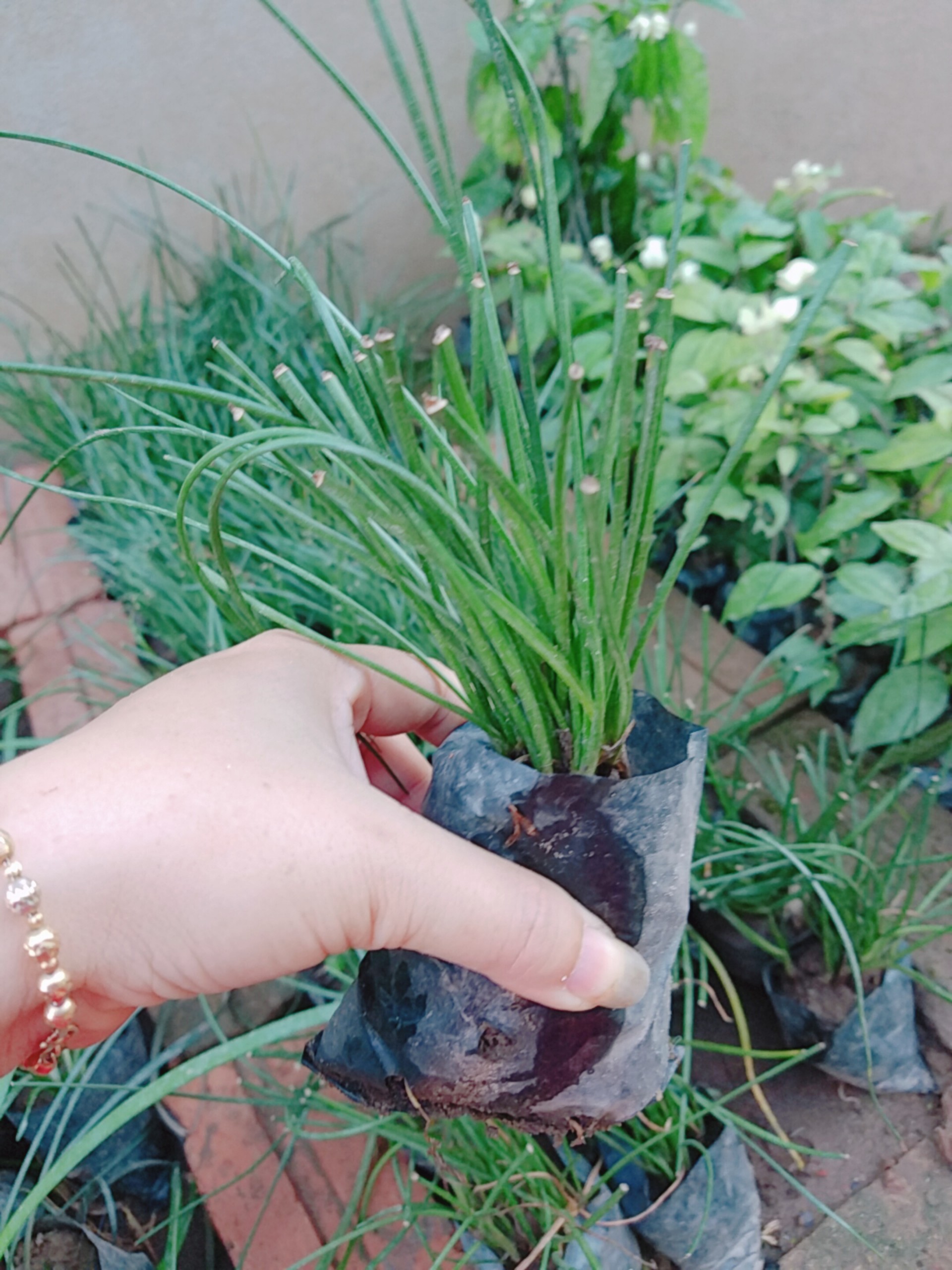 1 bầu 5 cây tóc tiên trắng - Số lượng có hạn