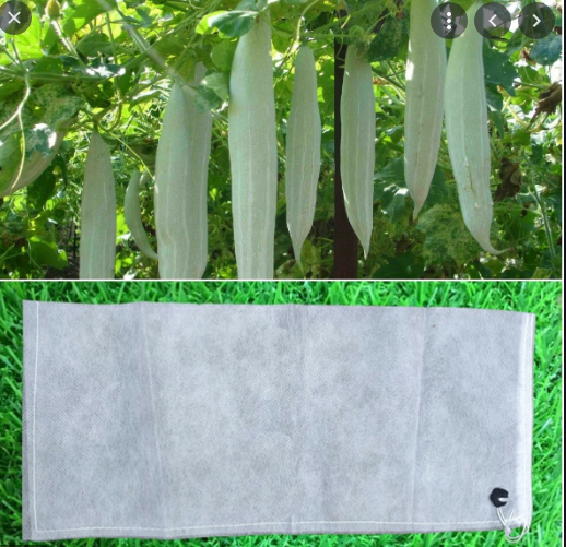 Túi bao trái mướp-bầu-bí xanh 100 cái