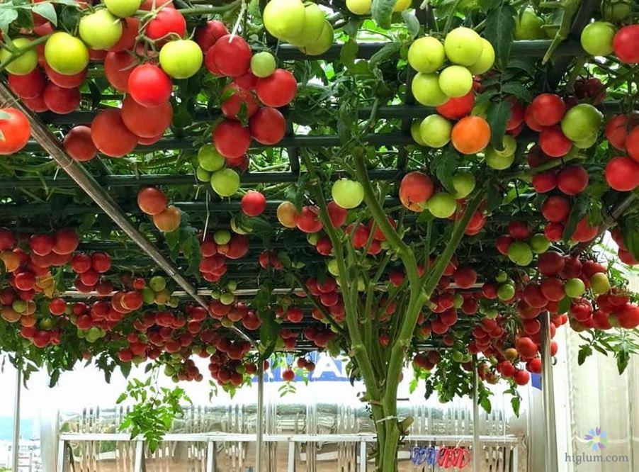 Hạt giống cà chua bạch tuộc F1