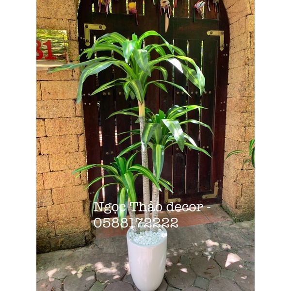 cây giả _ cây phát tài 1m6 _ Ngọc Thảo decor