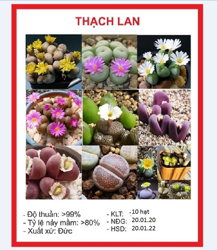 Mixed Live Stone (Lapis Lazuli) Seeds – 15 Seeds