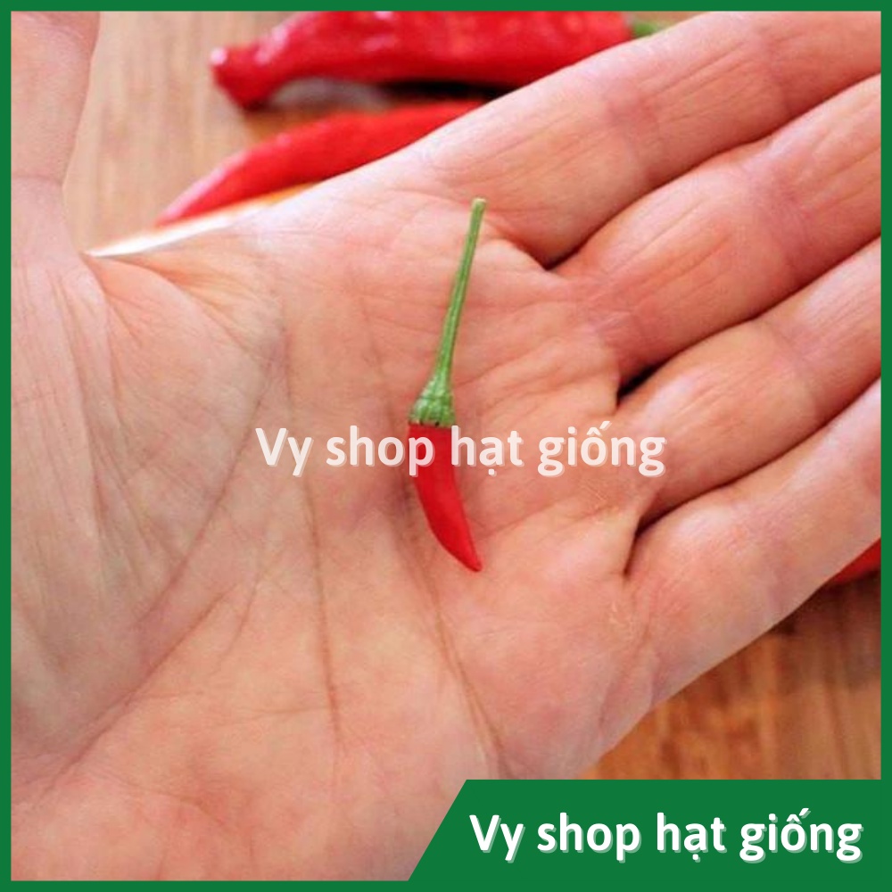 Hạt giống ớt thóc siêu cay (ớt mắt chim) Thái Lan gói 120 hạt