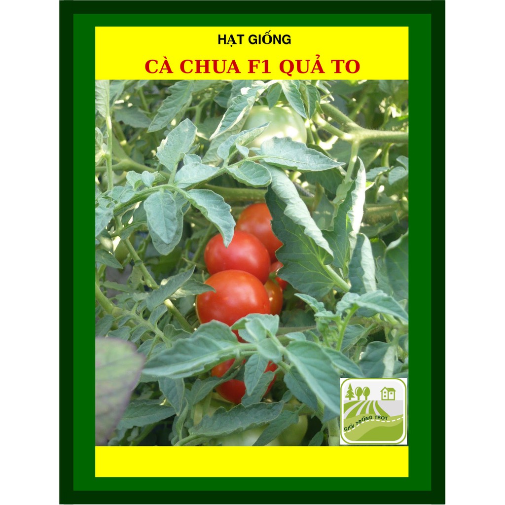 Hạt Giống Cà Chua 1Gram