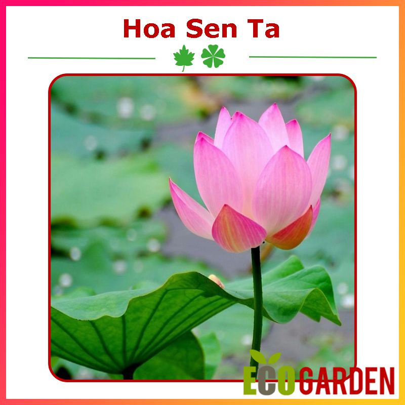 Hạt Giống Sen Ta Chất Lượng F1 (15H) (ECO.058)