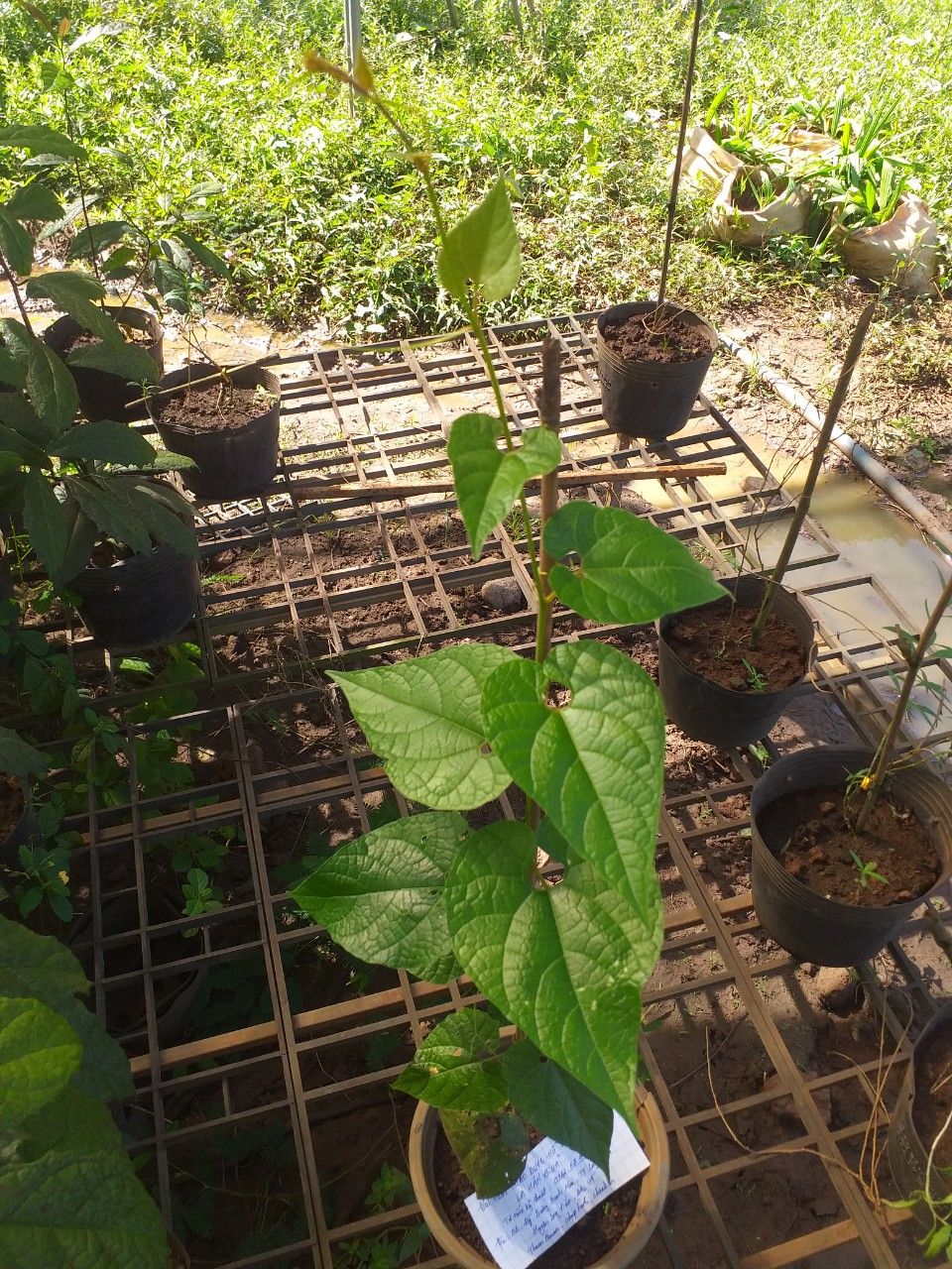 cây giống la hán quả
