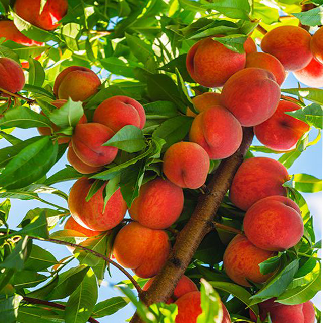 CÂY GIỐNG đào ăn quả( đào mỏ quạ)