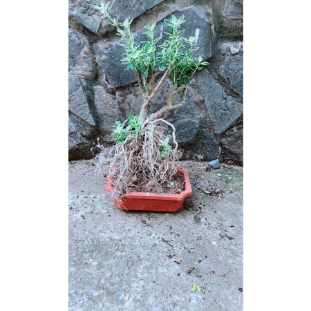 Bạch Tuyết Mai Bonsai