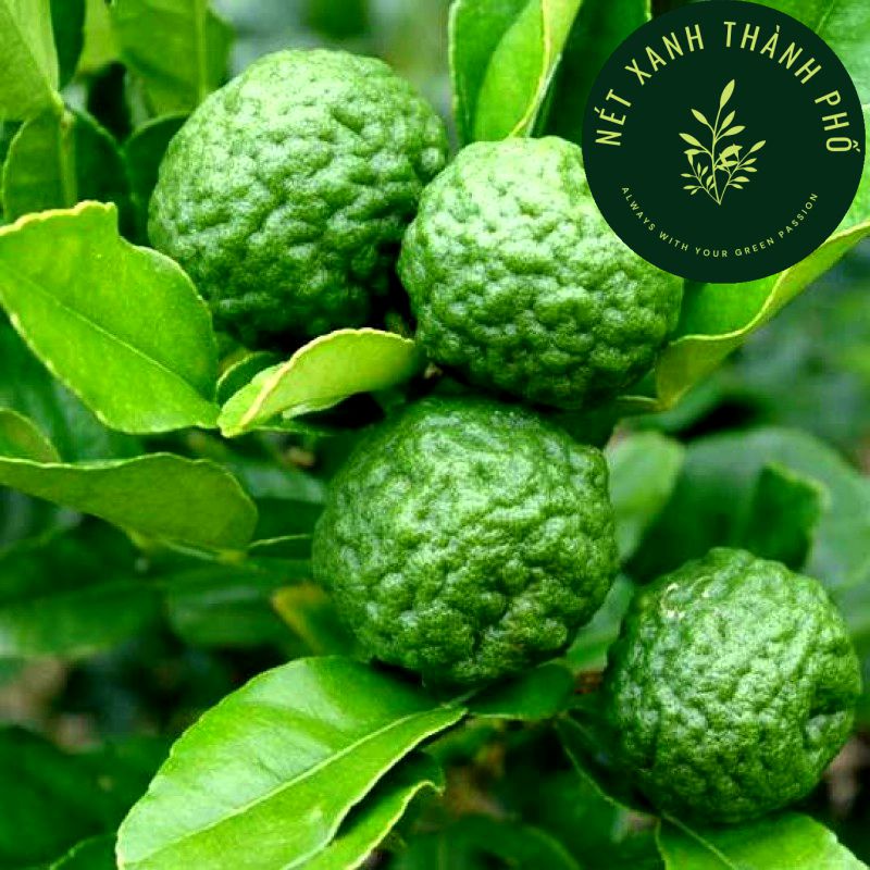 [GIAO HÀNG 2 GIỜ] Hạt giống Chanh Thái, Kaffir lime, chanh chúc, 10 hạt