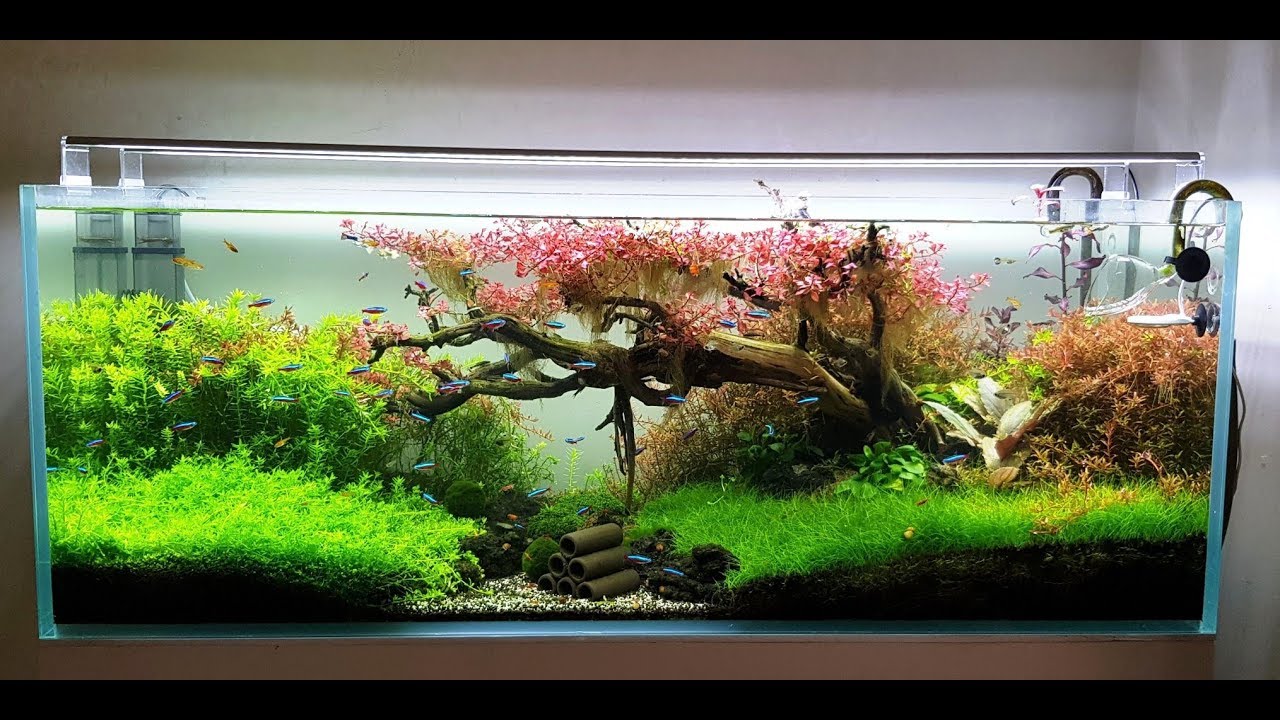 Phân nền Chihiros Aqua Soil | Đất Nền Thuỷ Sinh Cao Cấp