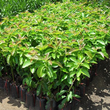 CÂY GIỐNG BƠ SÁP DA XANH