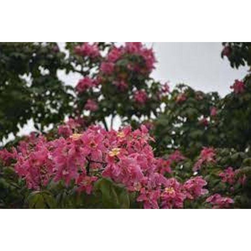 [Chuẩn Giống F1] CÂY GIỐNG HOA MỸNHÂN ( Cây Gạo Hồng)