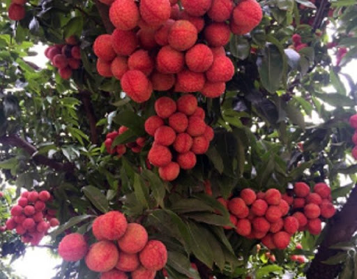 Cây VẢI THIỀU KHÔNG HẠT CẤY MÔ  (tem chuẩn giống)