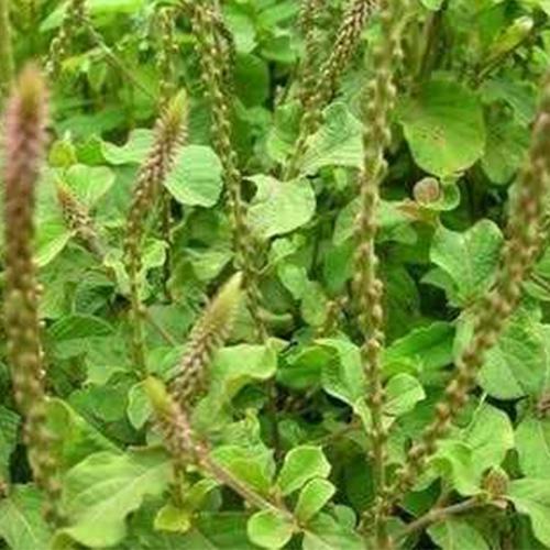 Cây cỏ xước khô - 1kg