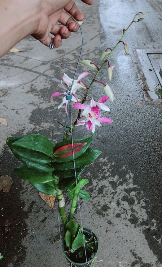 Lan Dendro Tím Nhạt