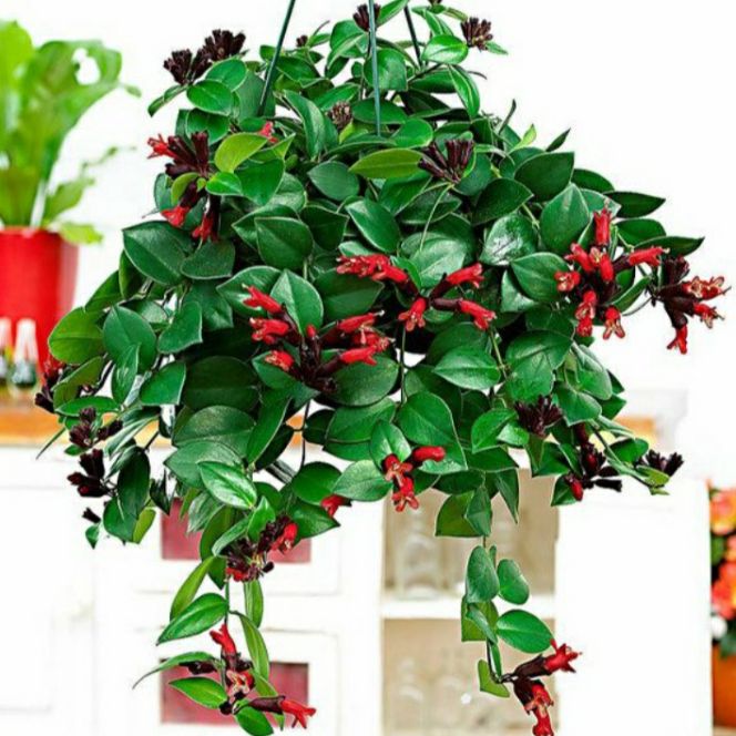 [HCM]Cây lan Son Môi-chậu to