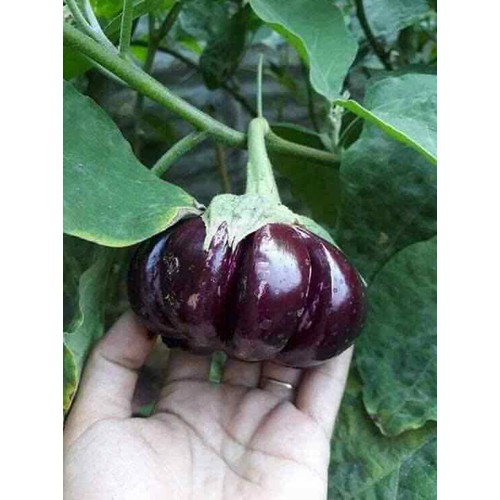 Hạt giống Cà Tím Khía F1 Thái Lan - 0.3gram (135 hạt)