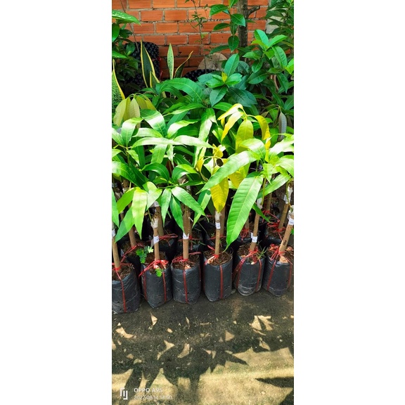CÂY GIỐNG XOÀI TƯỢNG DA XANH (CÂY SIÊU TRÁI, QUẢ SIÊU TO)