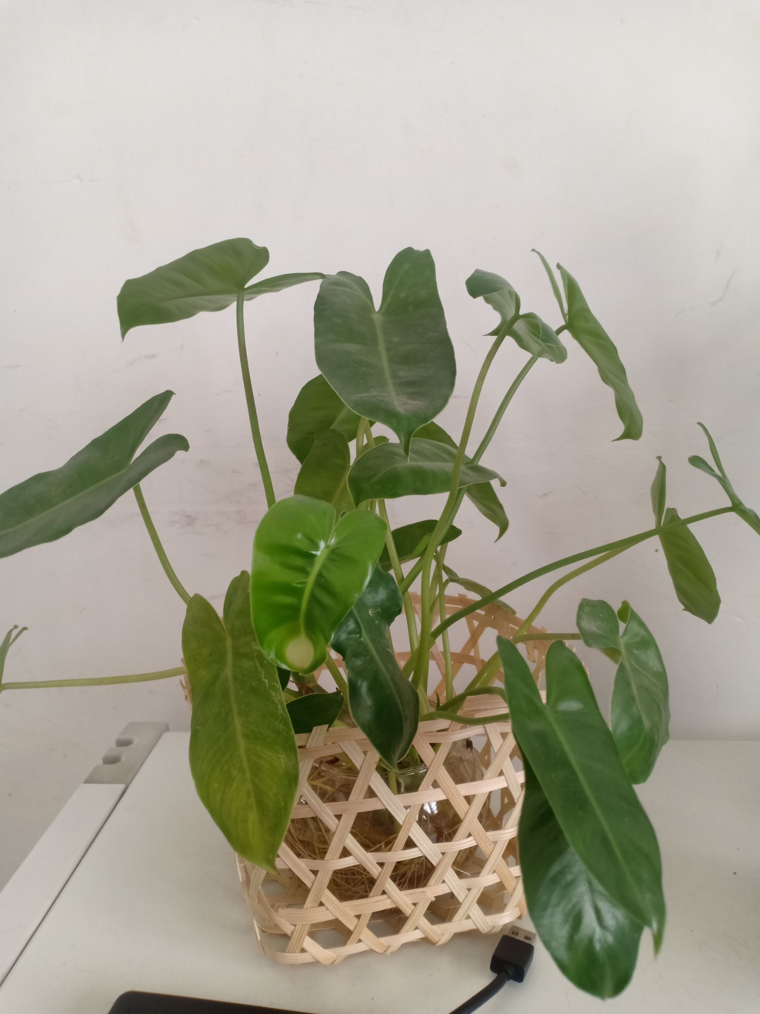 Trầu bà tỷ phú