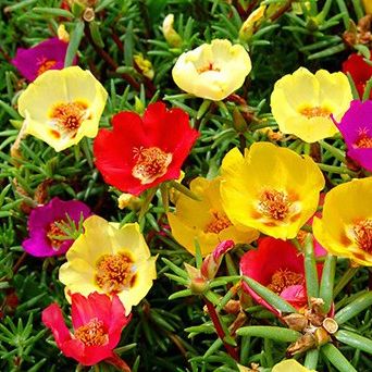 Hạt giống hoa 10h mỹ đơn mix 1000 hạt (  mười giờ mỹ đơn )