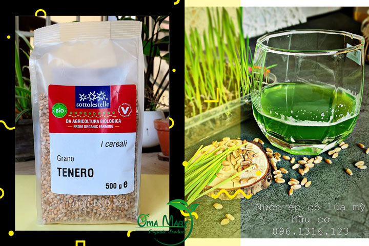 Hạt giống lúa mì hữu cơ Sottolestelle 500g - Ý
