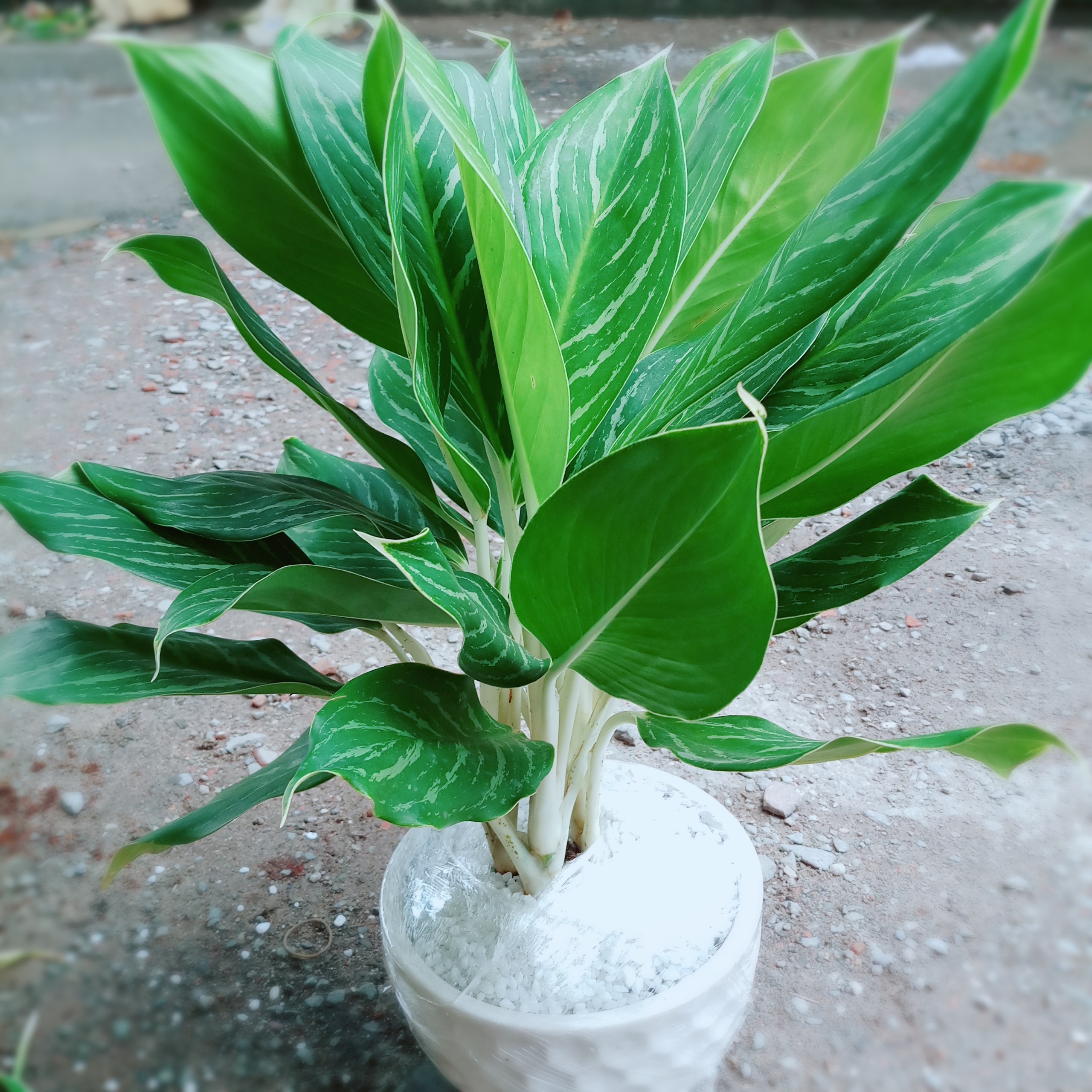 Cây Bạch Mã Hoàng Tử