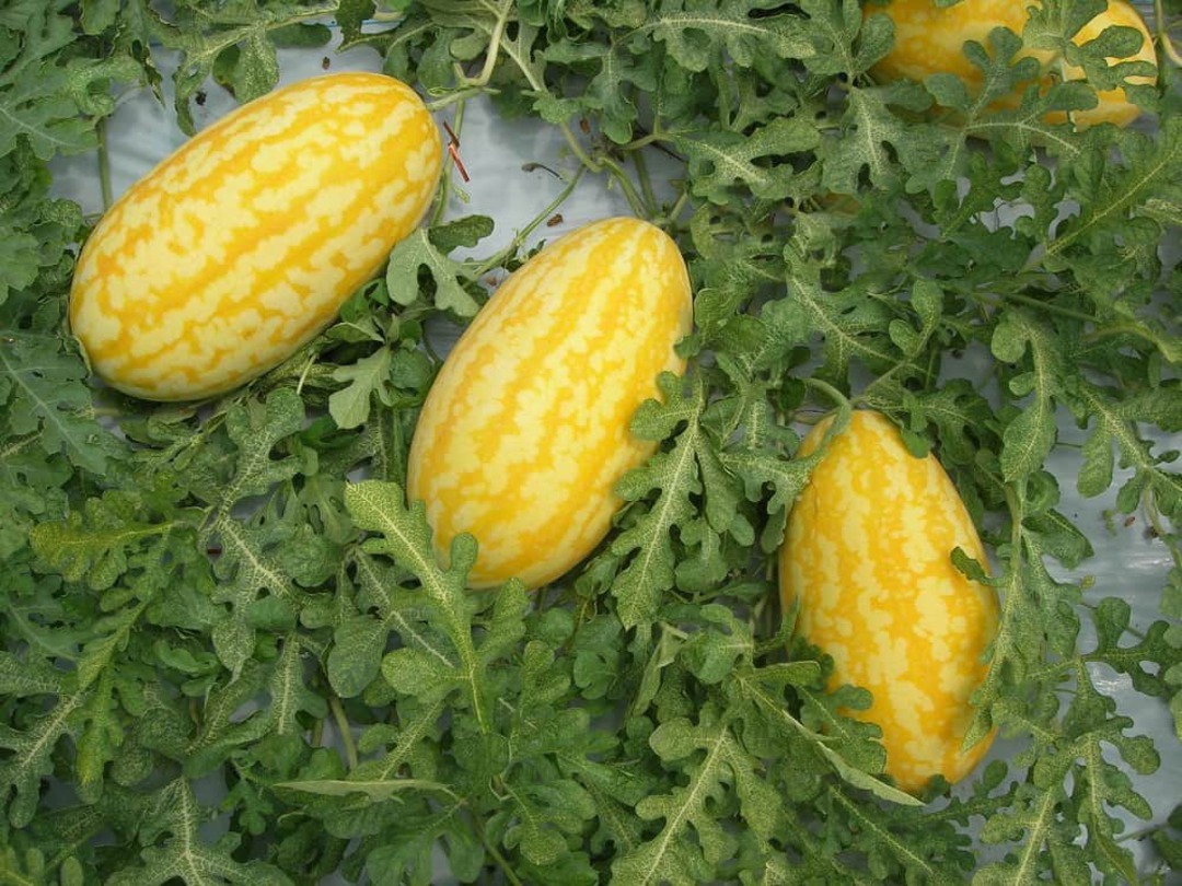 Hạt Giống Dưa Hấu Thỏi Vàng