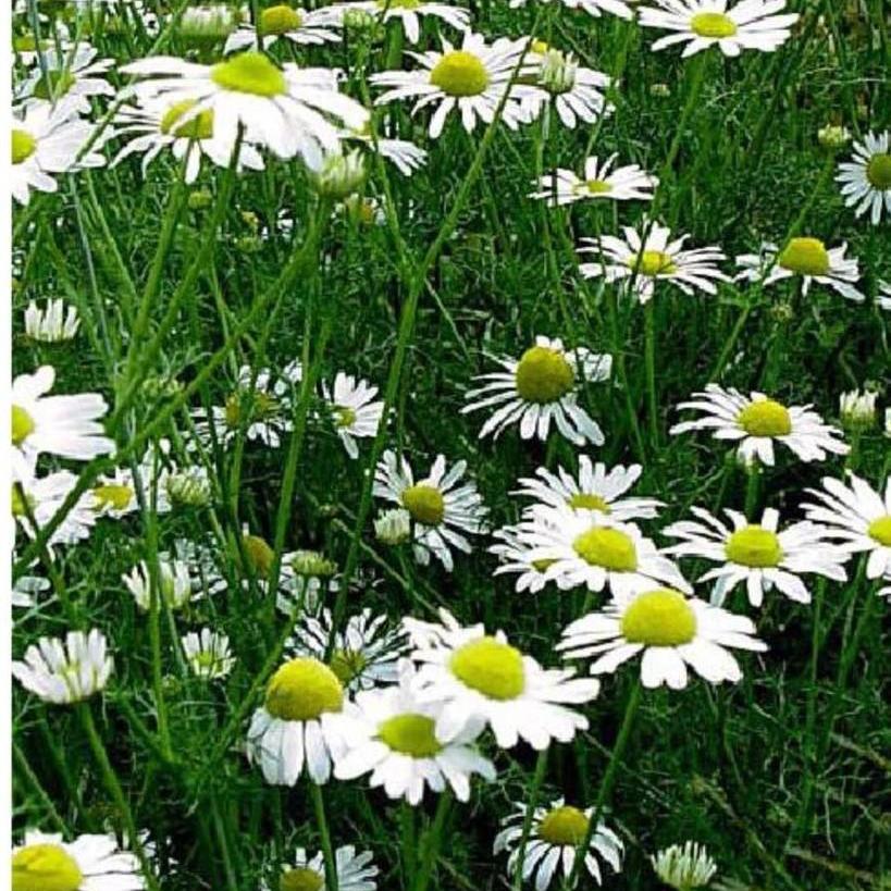 Hạt giống Trà Hoa Cúc phú nông - PhuNongSeeds