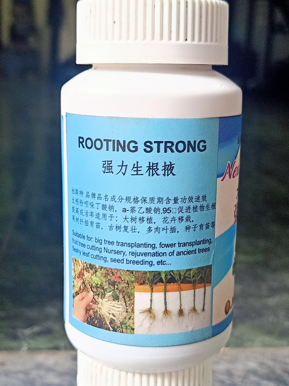 Kích rễ đài loan siêu mạnh chậu 100ml