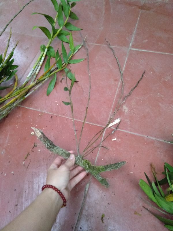 hoa phong lan hoàng thảo hương vani