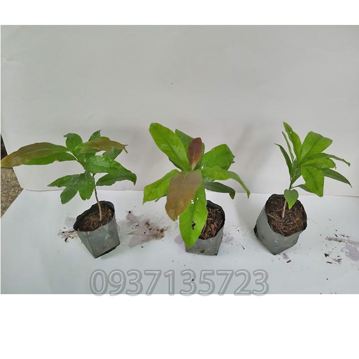 combo 5 cây mai giống cao từ  10-15cm