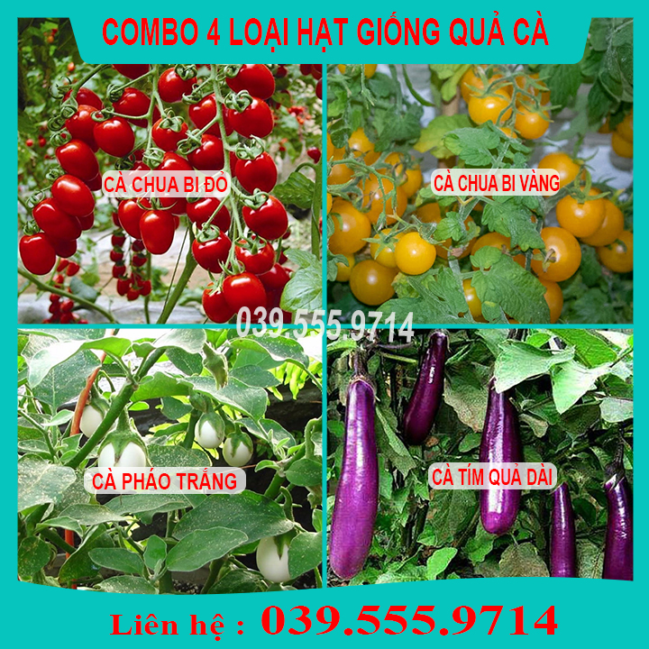 Combo 4 loại hạt giống cà ( cà chua bi đỏ- cà chua bi vàng - cà tím quả dài - cà pháo trắng)