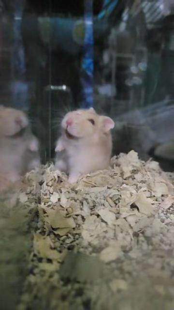 [Bịch 500gram] Thức ăn trôn dinh dưỡng cho Hamster