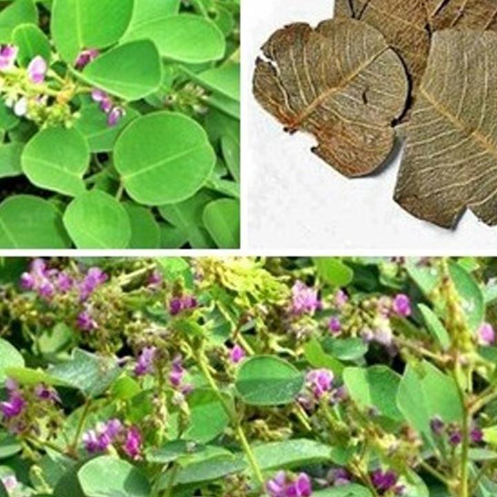 1kg kim tiền thảo phơi khô - Hỗ trợ tiêu sỏi tốt
