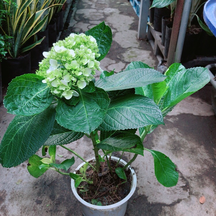Cây cẩm tú cầu
