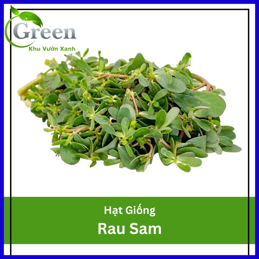 Hạt Giống Rau Sam Dễ Trồng, Phát Triển Nhanh Chóng