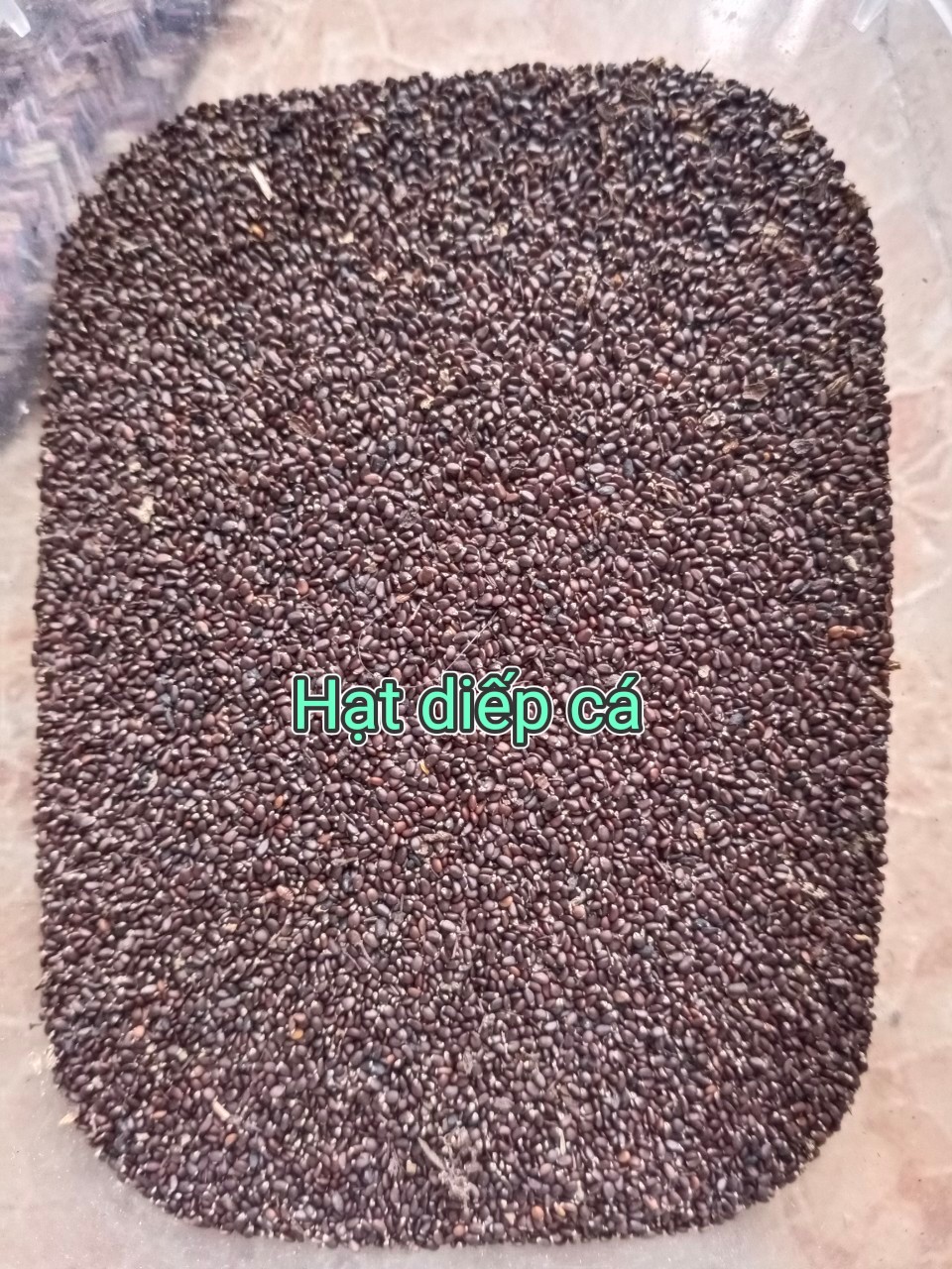 Hạt giống rau diếp cá - 1 gói 50 hạt