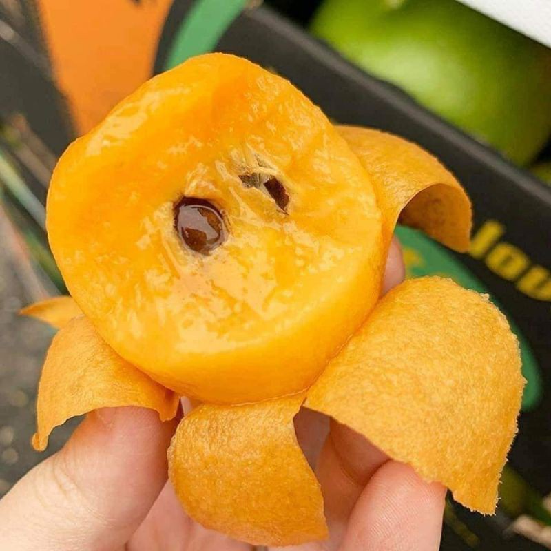 CÂY GIỐNG BIWA GIỐNG MỚI ĐẶC BIỆT (có bảo hành siêu sớm)