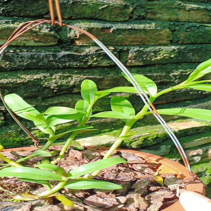 [FREESHIP - Xả Khô Máu] Hoa lan phi điệp - 5ct tiên sa( cao 20cm,rễ khỏe)