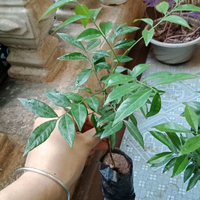 Cây móc mật com bo 5 cây 59K