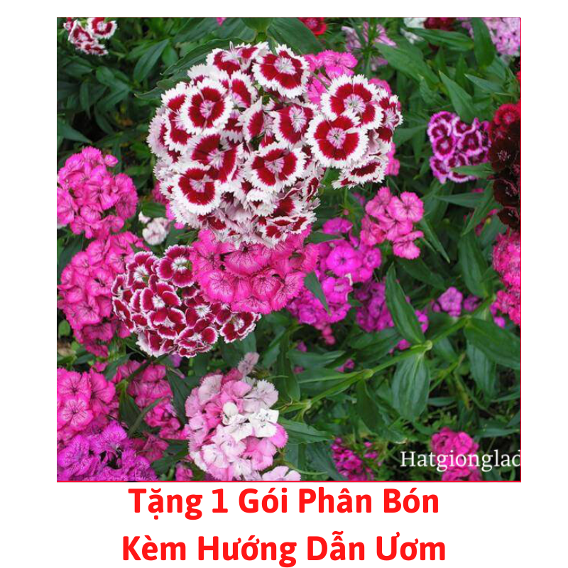[Lấy mã giảm thêm 30%] Gói Hạt Giống Hoa Cẩm Chướng Chùm
