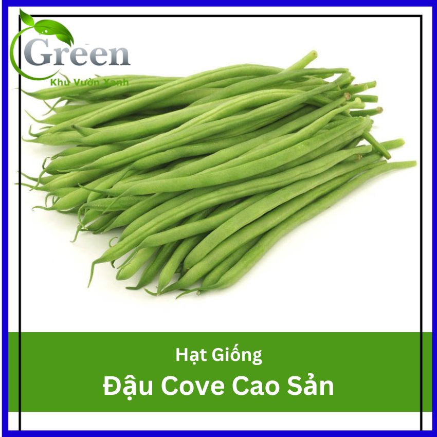 Hạt giống đậu cove cao sản